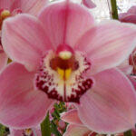 Marquisona Cymbidium Orchidee Present Orchids