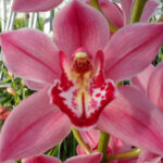 Royal Perfection Cymbidium Orchidee Present Orchids