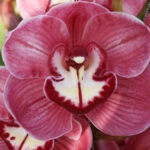 briljant tetra cymbidium orchidee